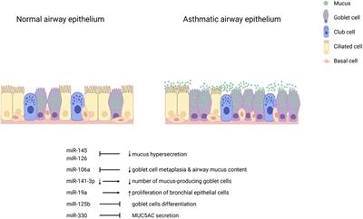 Role of airway epithelial cell miRNAs in asthma